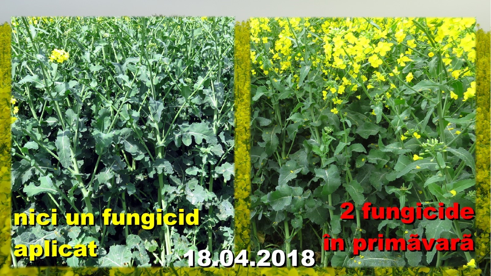 fungicid