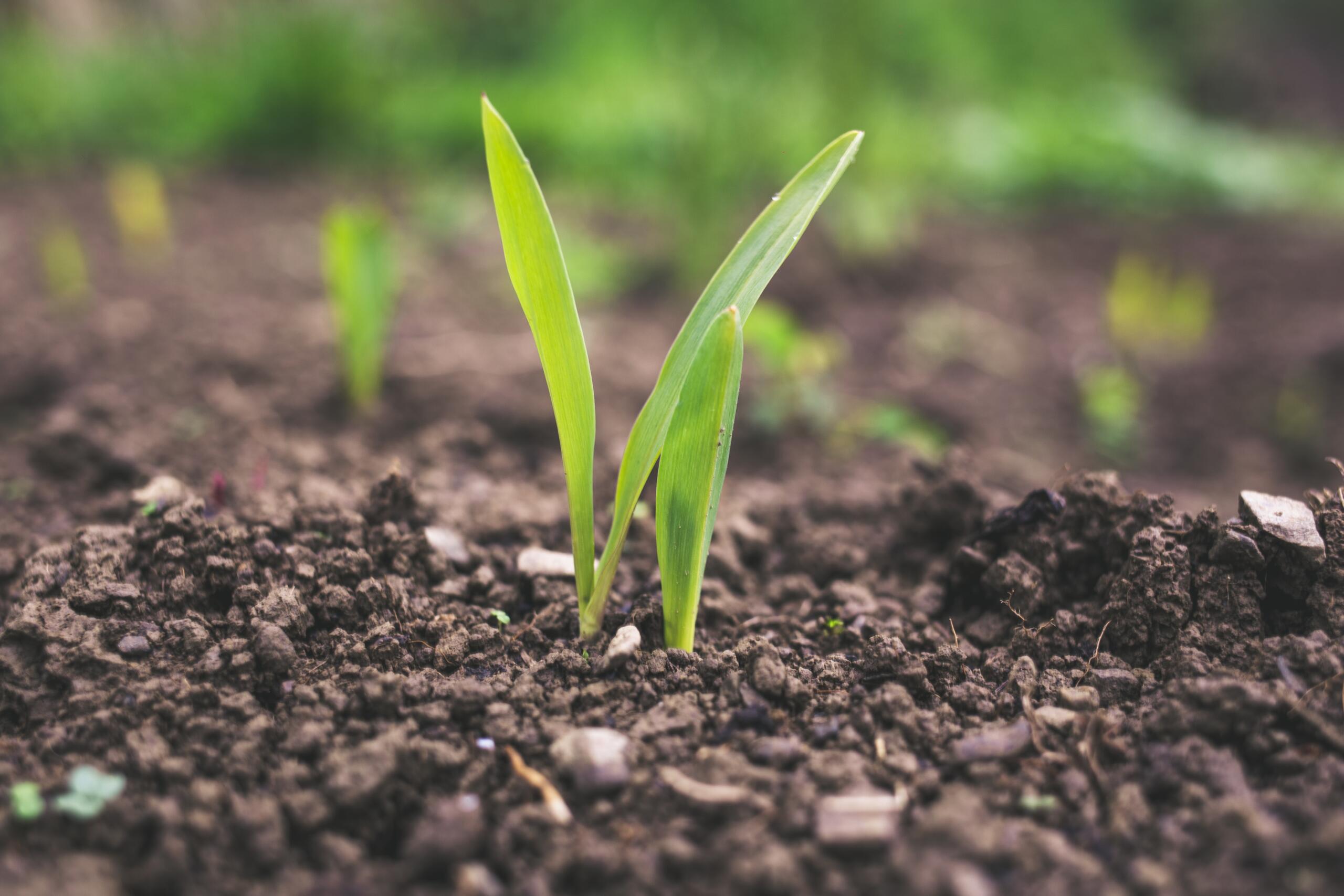 agriculture