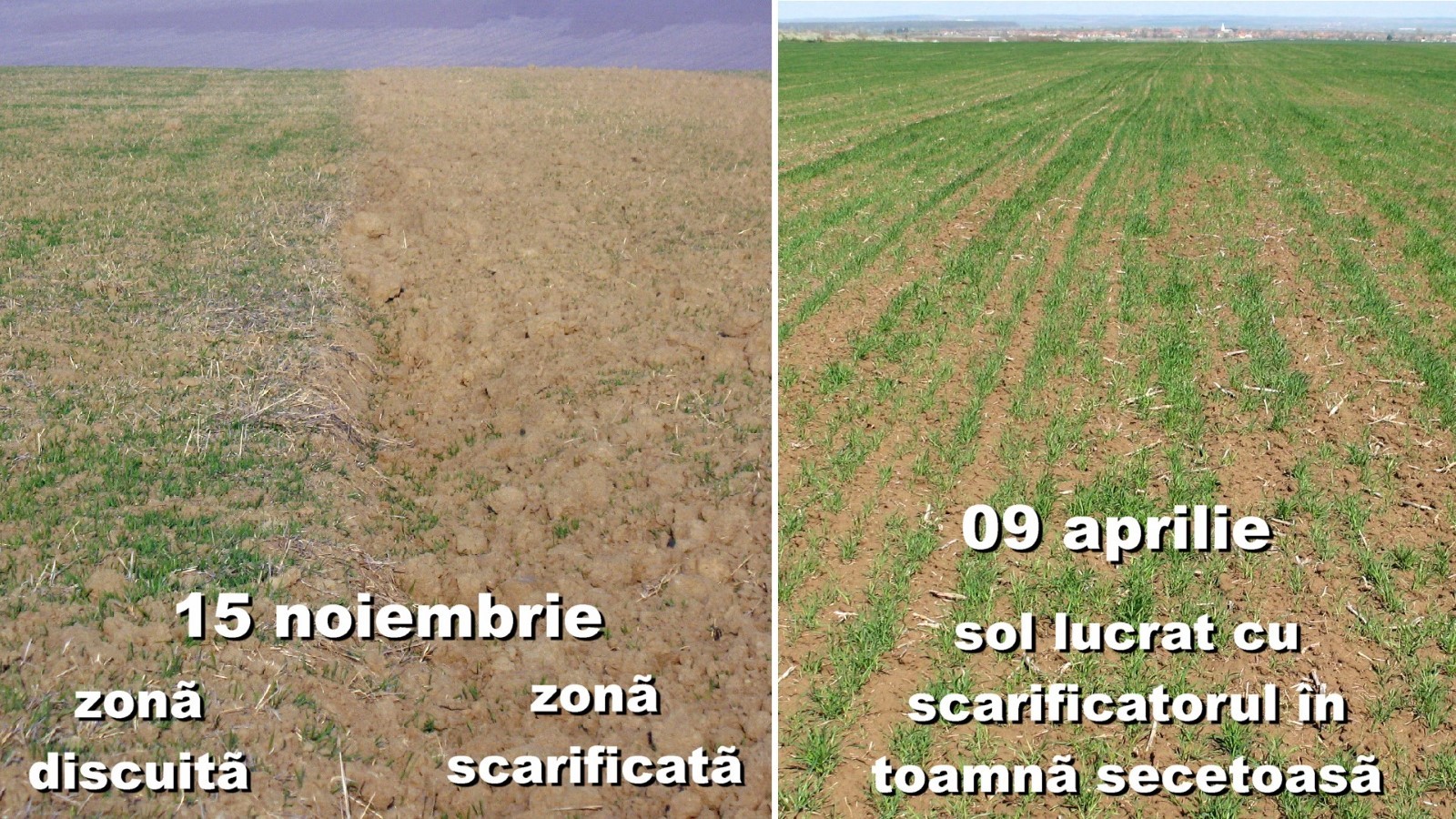 zona scarificata