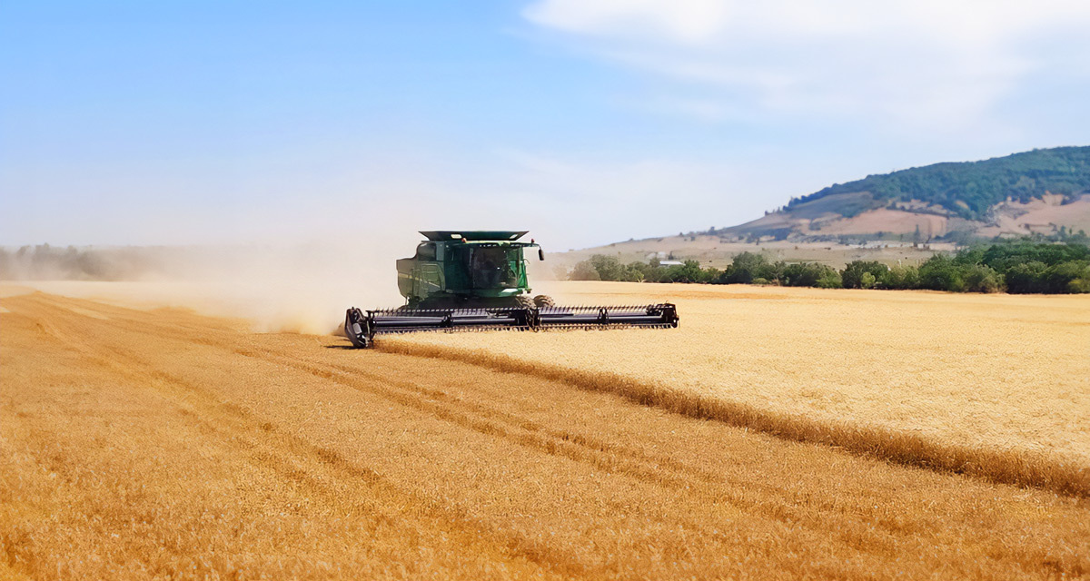 wheat-perdeluta wheat-perdeluta