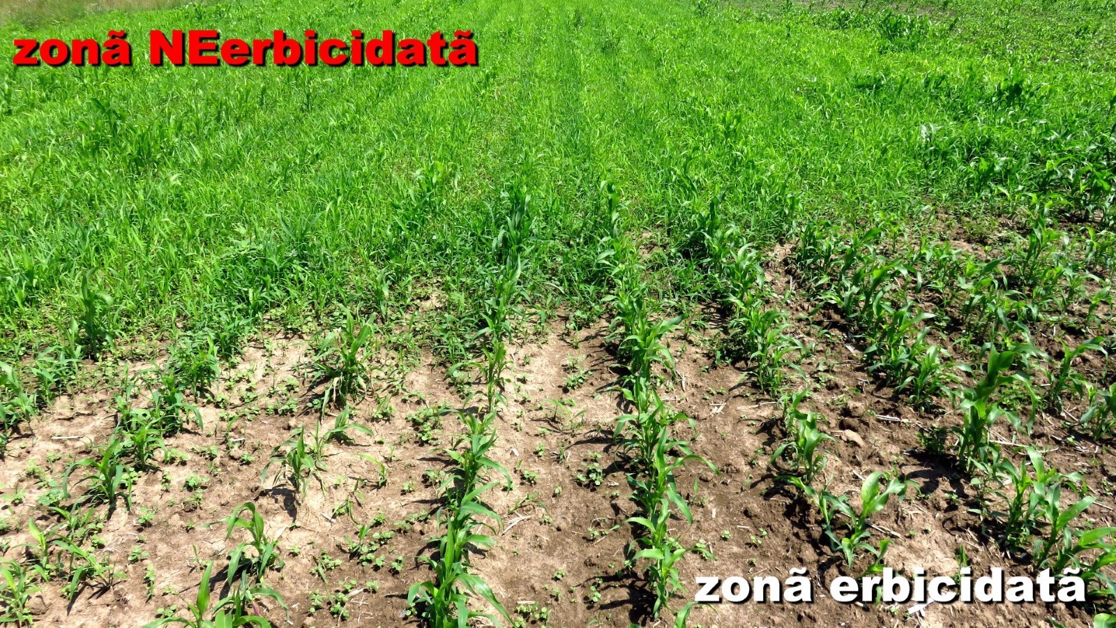 zona-neerbicidata