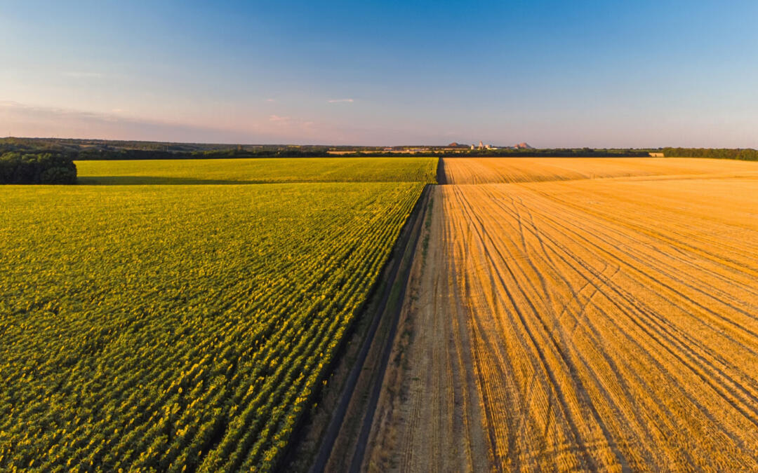 FERMA AGRICOLĂ ȘI DRUMUL PROFITULUI   (din ciclul O.C.S. – ochii cât sarmaua)
