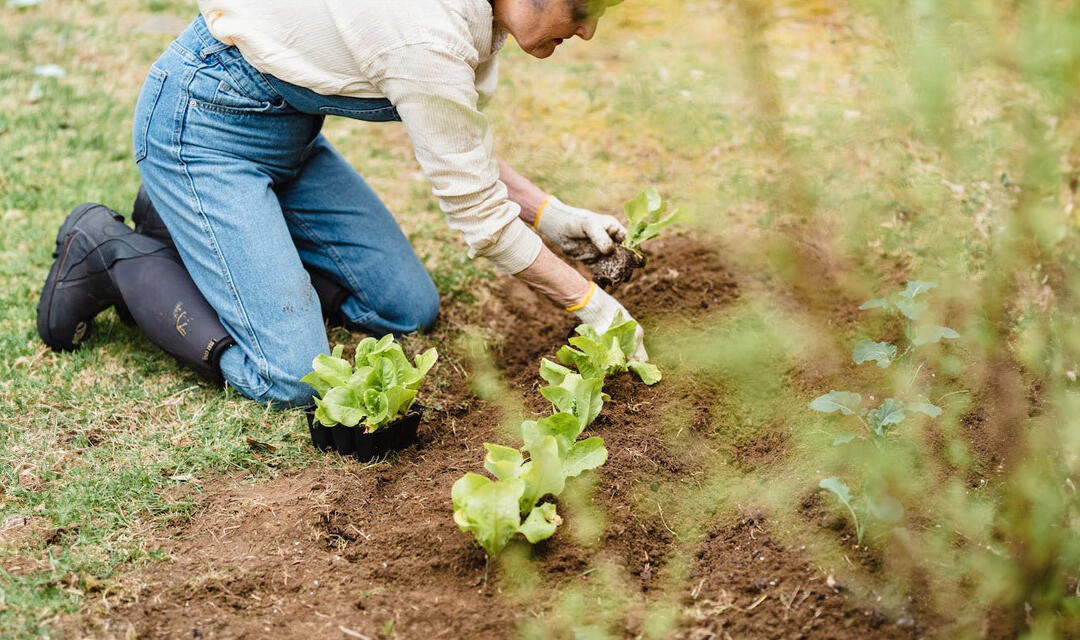 OBICEIURI ŞI DEPRINDERI ÎN AGRICULTURĂ