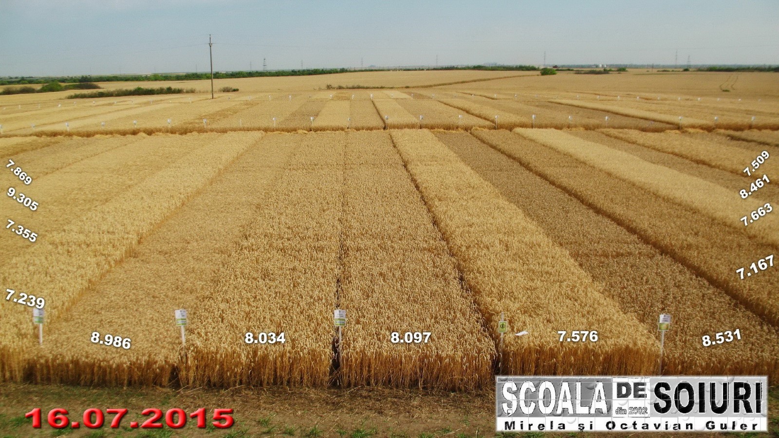 scoala de soiuri