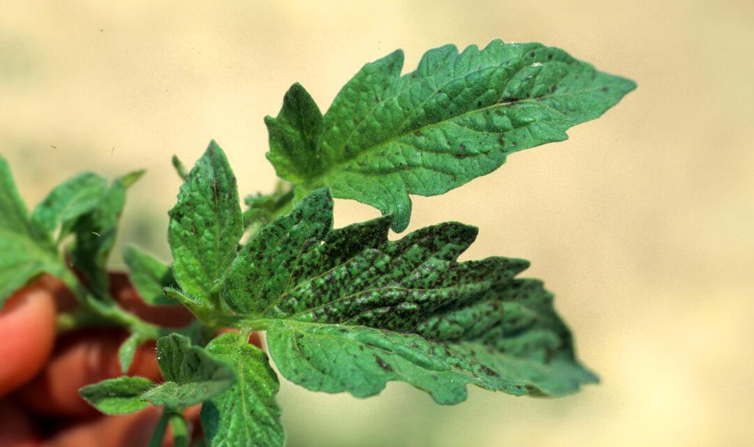 BOLI FIZIOLOGICE ȘI BOLI BIOLOGICE LA PLANTE