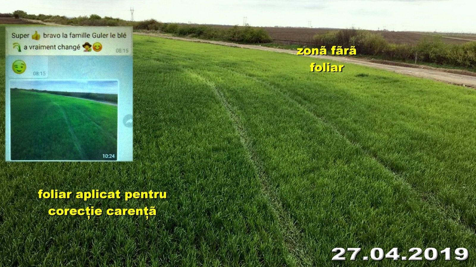 foliar