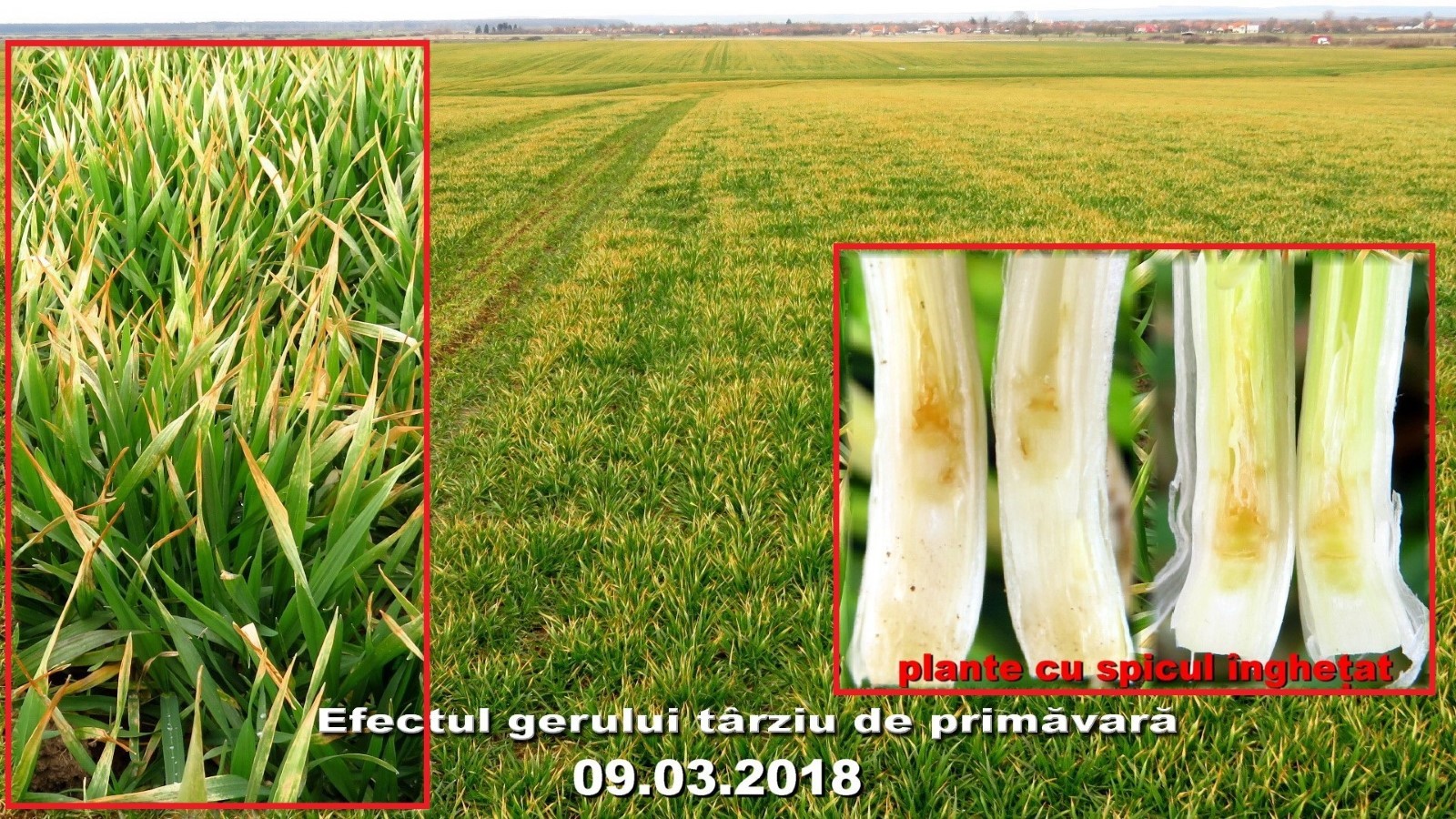 grau-octombrie