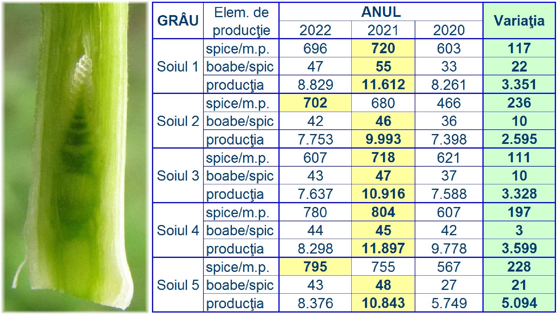 Plantele si rodul lor - Variaţia producţiei şi a unor elemente de producţie la grâu în judeţul Timiş