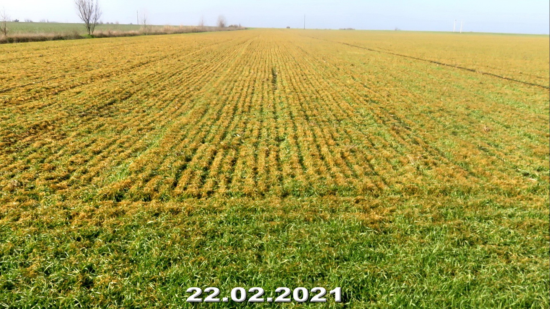 Plantele si rodul lor - Grâu după minus 11 grade Celsius în data de 13 februarie, ger survenit după o perioadă de iarnă blândă.