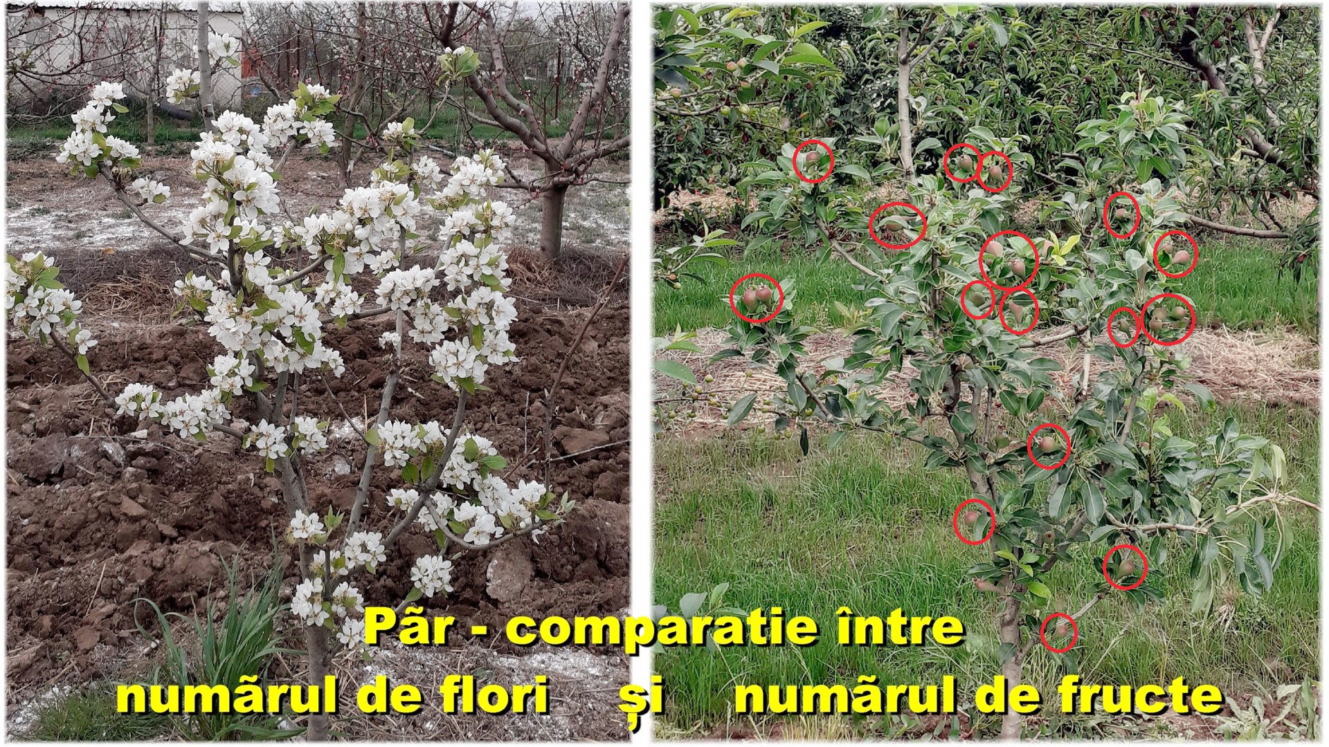 Plantele si rodul lor - Păr – comparaţie între numărul de flori şi numărul de fructe pe acelaşi pom în anul 2024