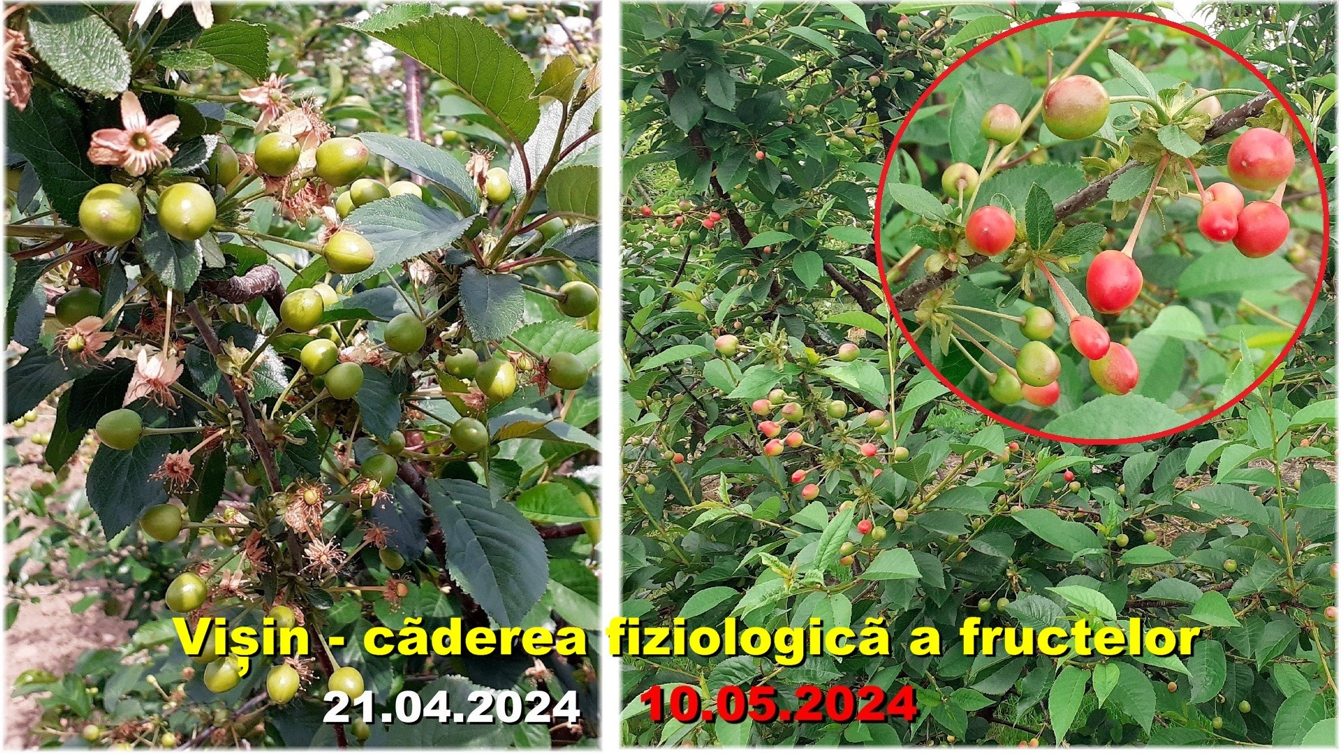 Plantele si rodul lor - Căderea fiziologică a fructelor la vişin. Fructele roşii din dreapta vor cădea, nu sunt la începutul coacerii.