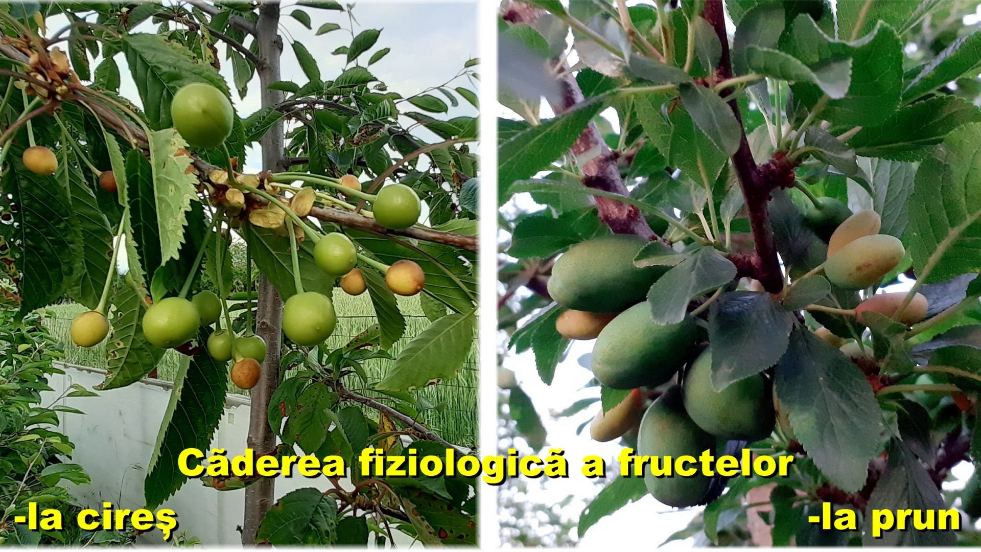 Plantele si rodul lor - Căderea fiziologică a fructelor la cireş şi la prun