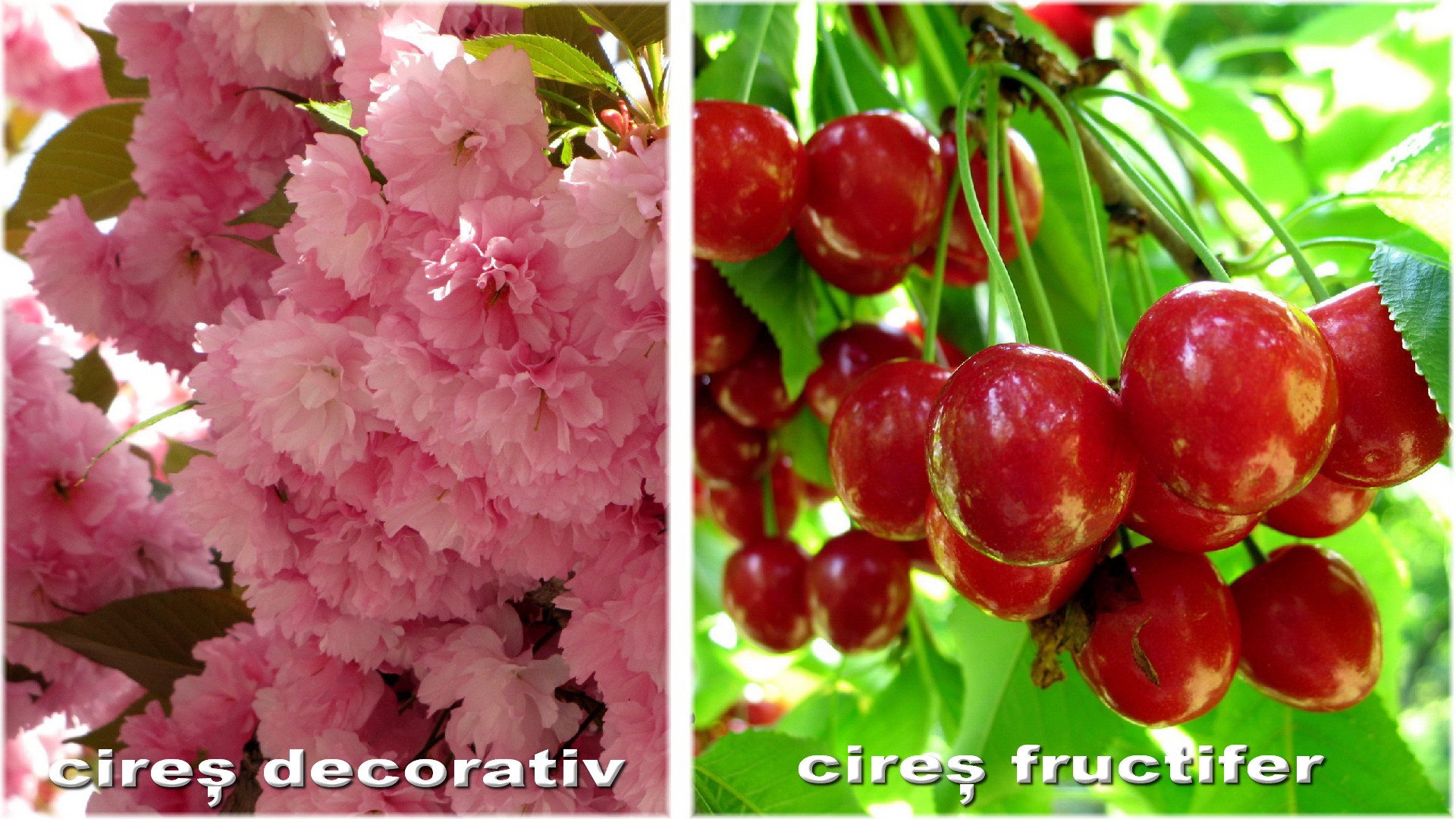 Plantele si rodul lor - Diferenţa între arbore decorativ şi pom fructifer