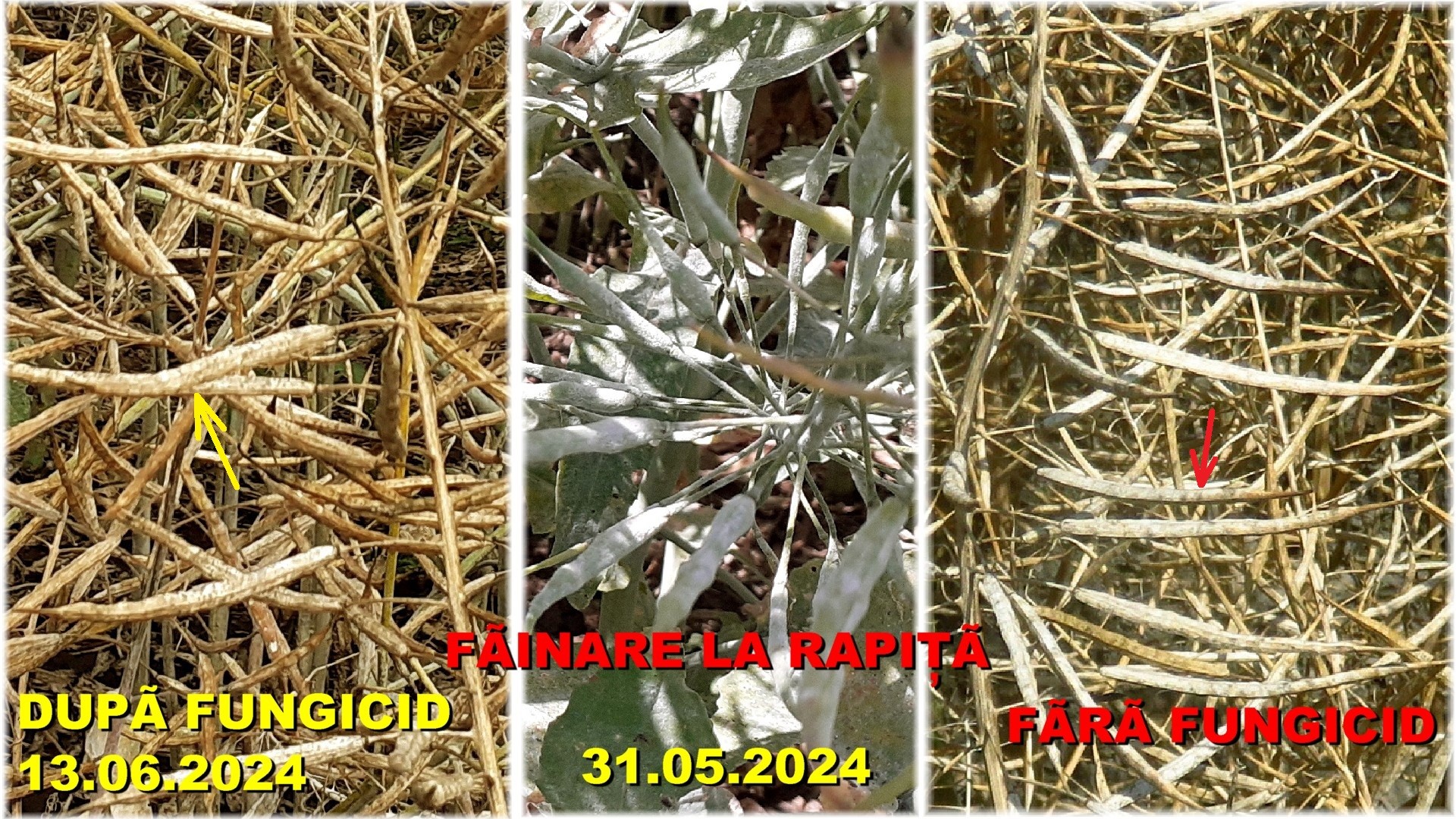 Foto 16. Rapiţă - făinare spre sfârşitul perioadei de vegetaţie - tehnologie agricola