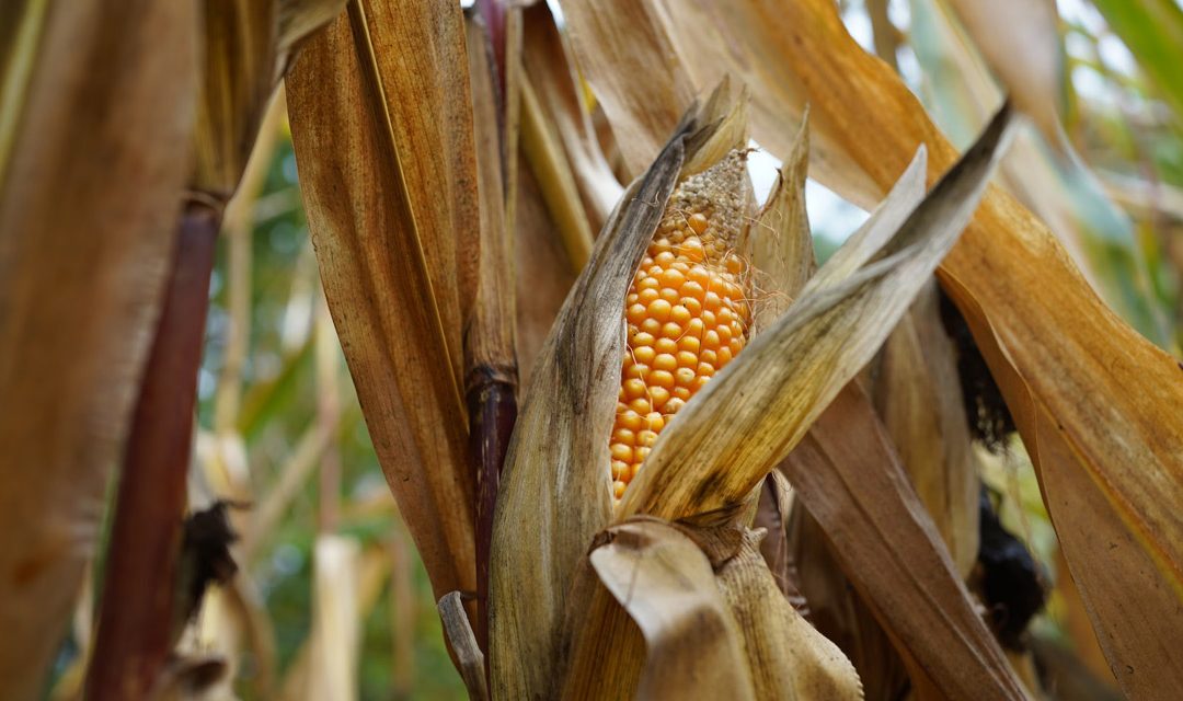 AGRICULTURA ŞI FALSELE MODERNISME (partea IV) – SOLUL