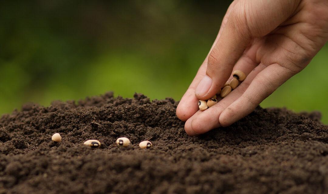 AGRICULTURA ŞI CEA MAI BUNĂ SĂMÂNŢĂ