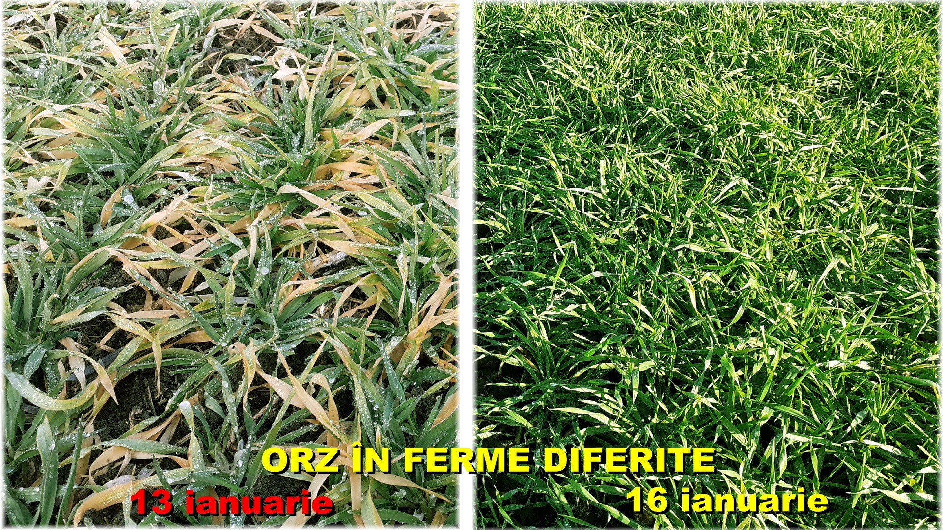 Foto 5 – Comparaţie între două culturi de orz din ferme diferite în perioada de iernare - Obiceiuri agricole