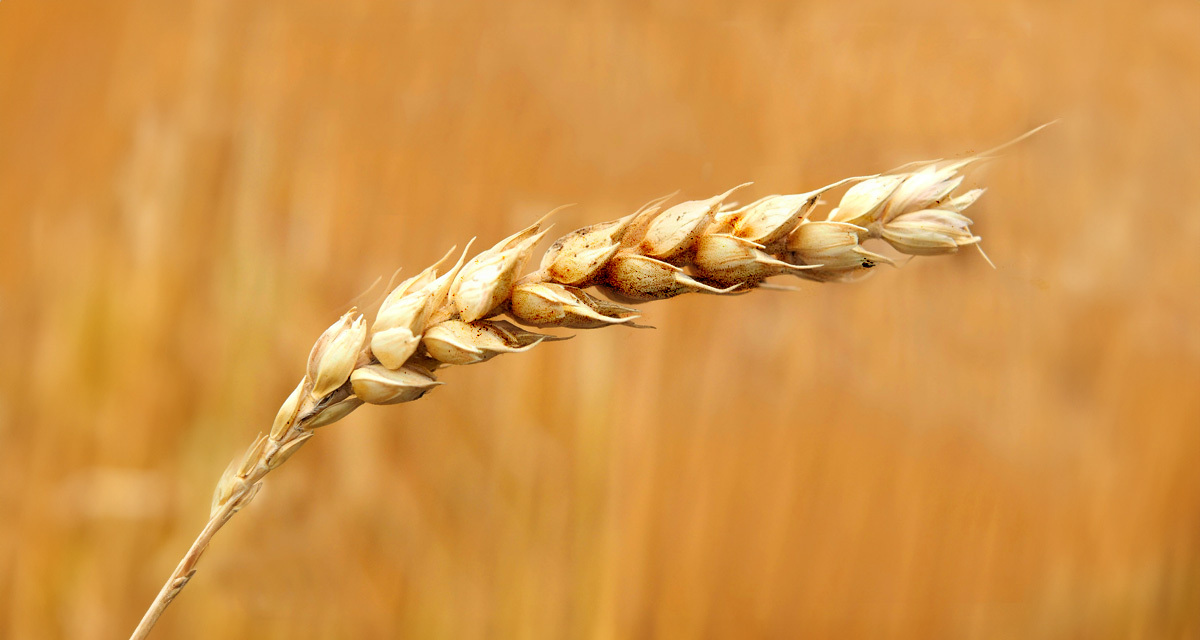 obiceiuri agricole fermier