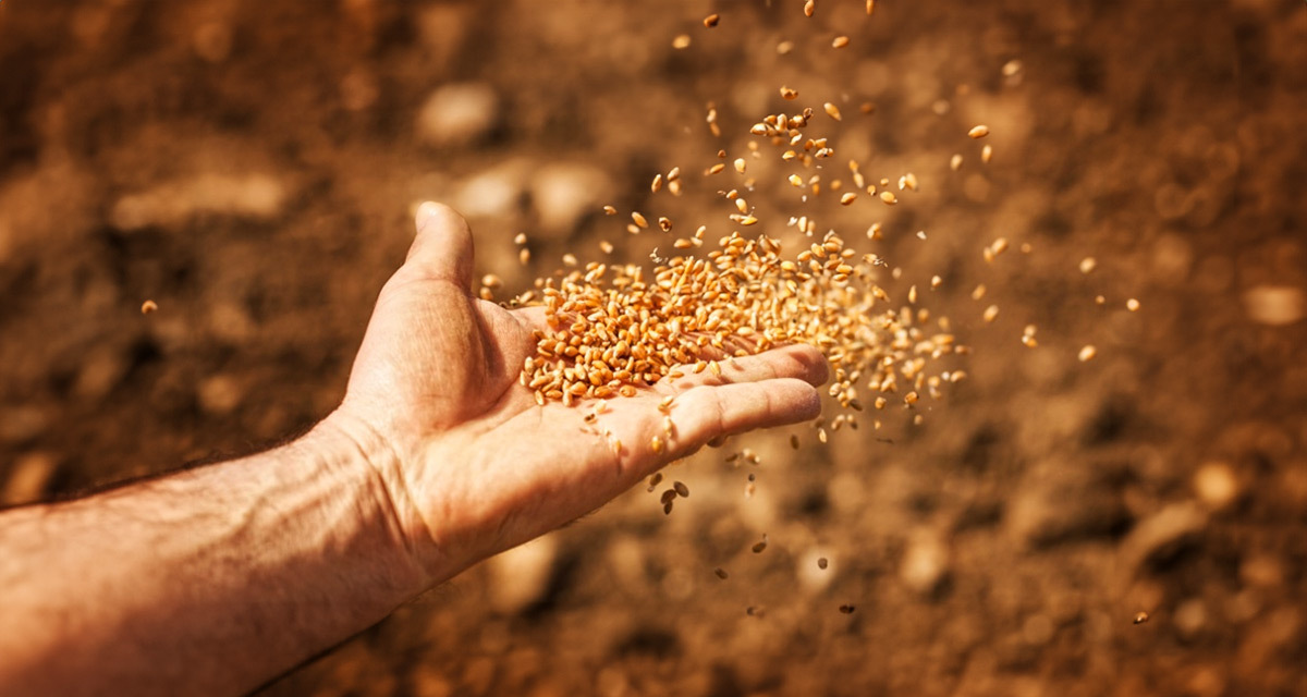wheat-hand