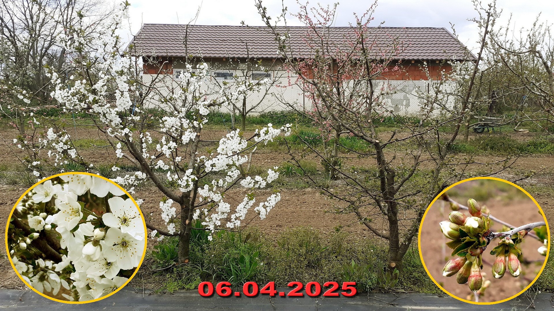Foto 2 – Biotipuri la soiul de vişin Nana - ametiala afacerilor si irigatia