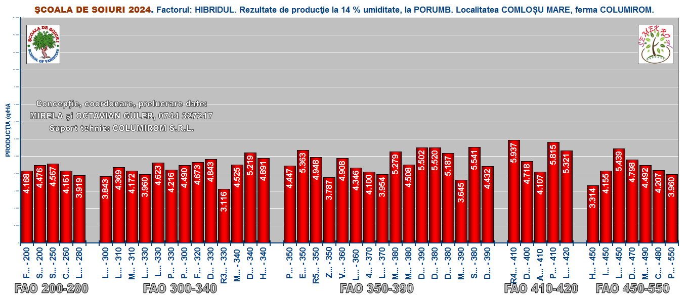 Grafic 3 – PORUMB – rezultate de producţie din anul 2024 - irigatia