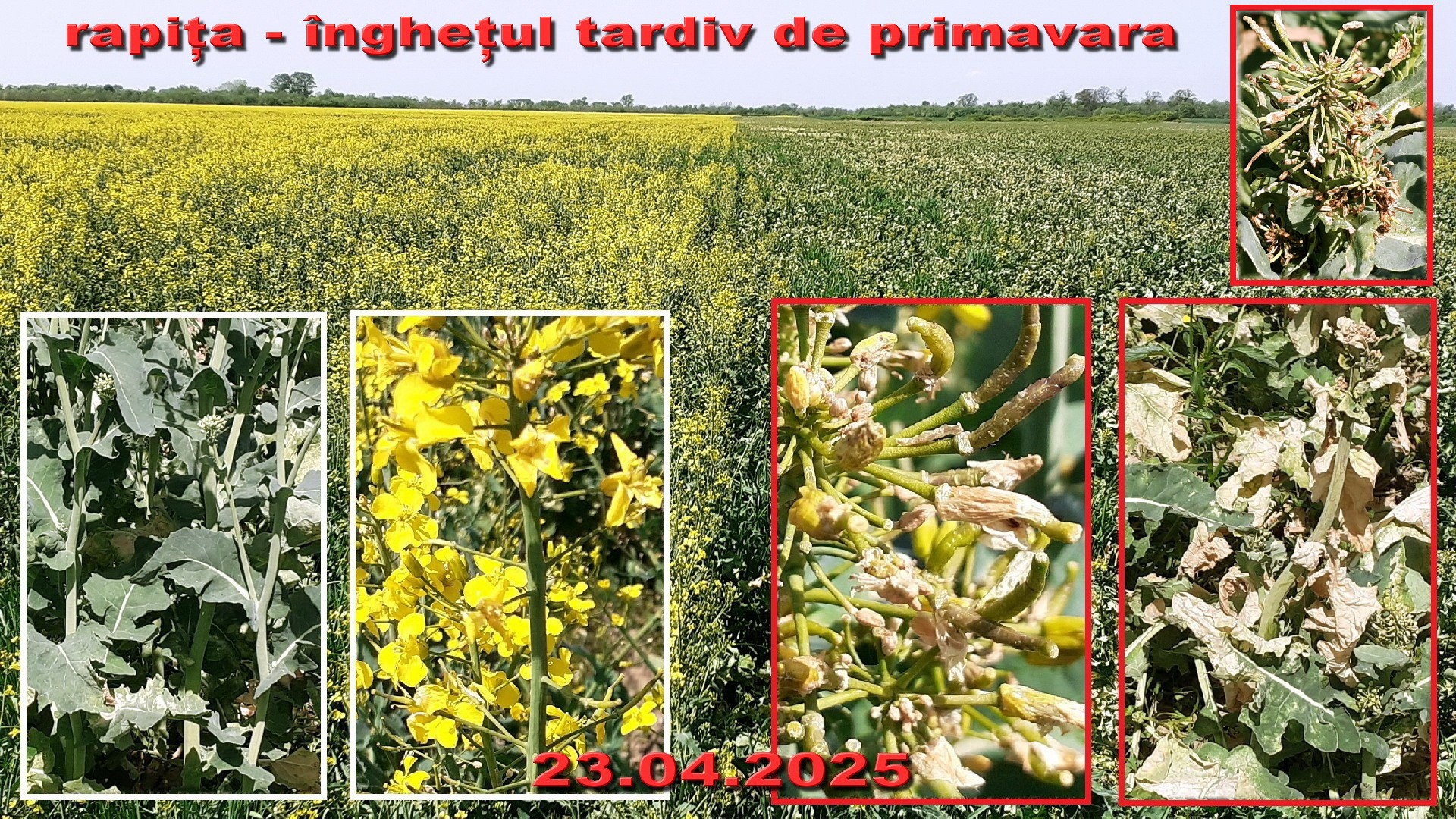 riscuri in ferma agricola - la Hibrizi cu sensibilitate-diferita la frigul tardiv de primavara