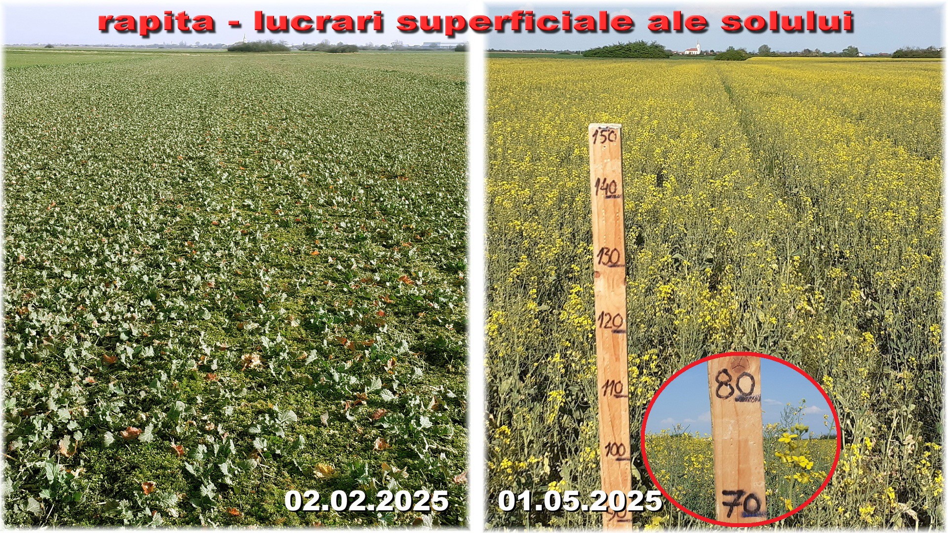 Cultura de rapita infiintata cu lucrari superficiale ale solului