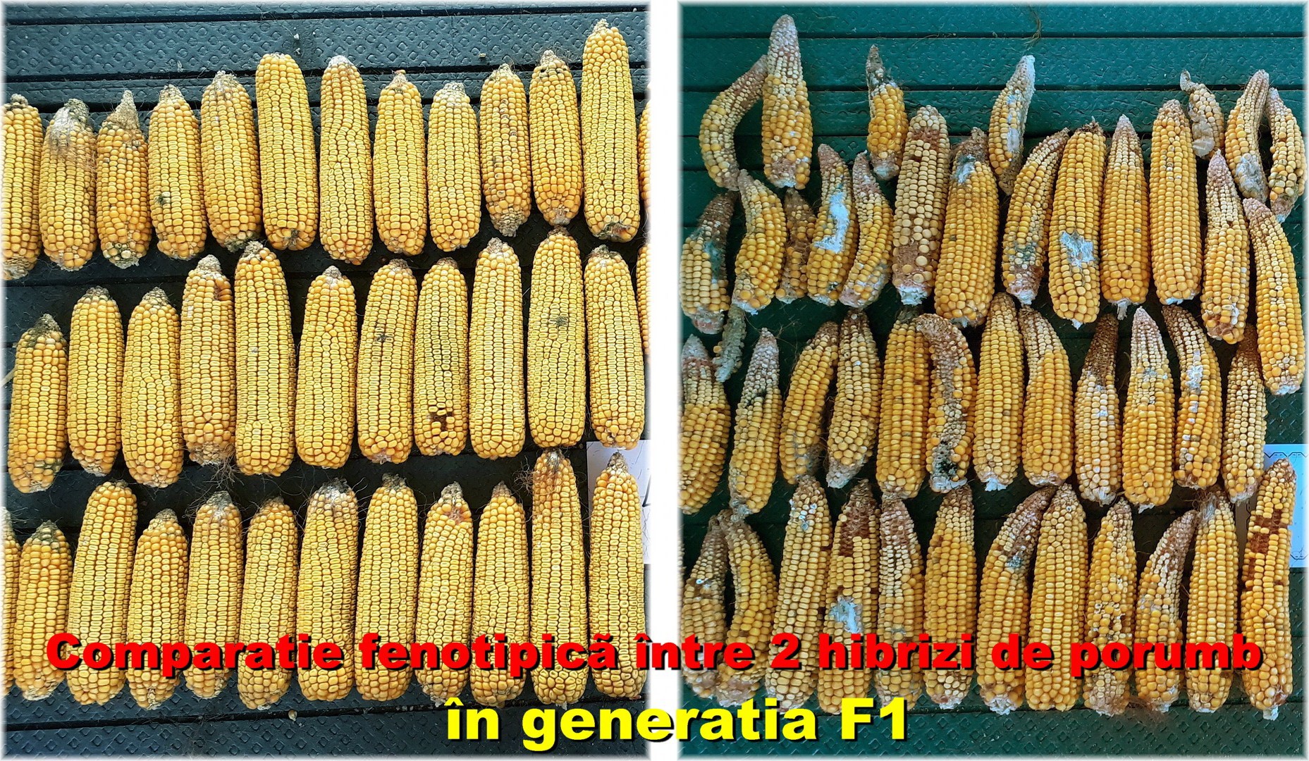 heterozis soi hibrid