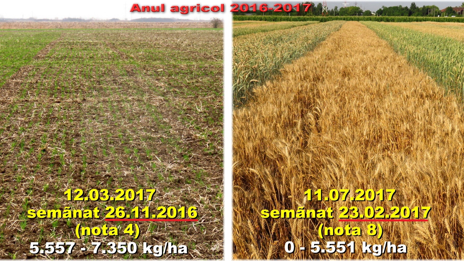 Foto 2. Situaţie comparativă cu soiuri de grâu în anul agricol 2016-2017-3