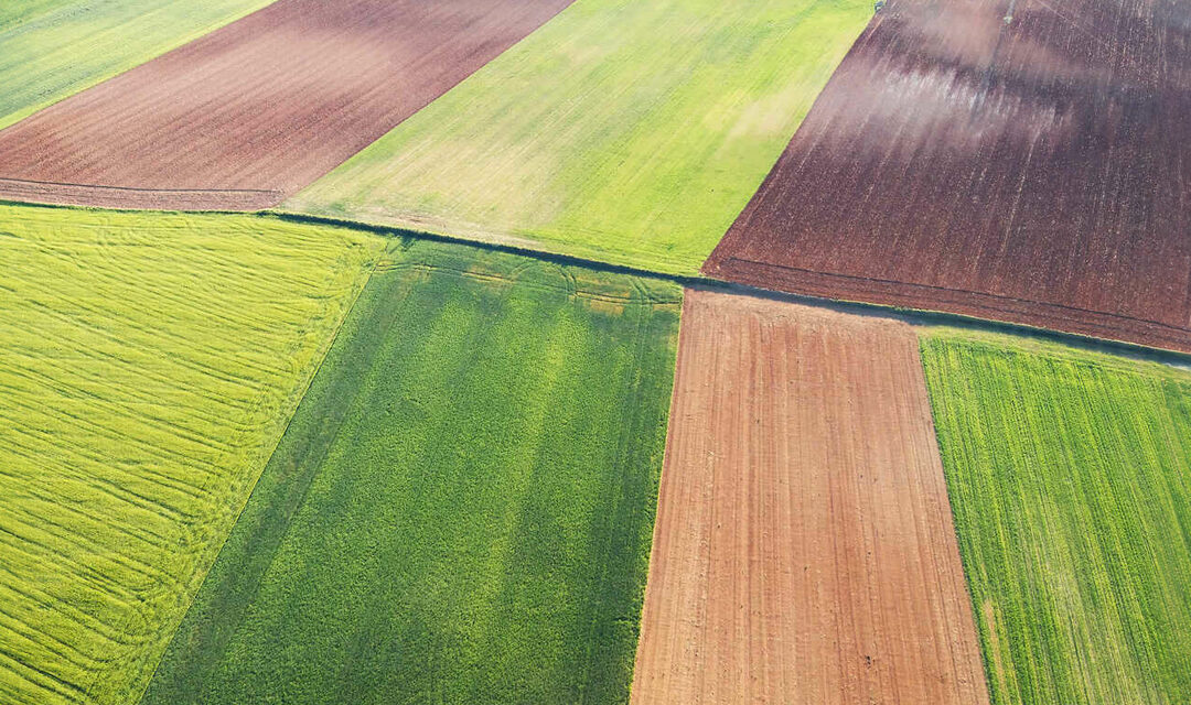 MANAGEMENTUL VISURILOR ÎN FERMA AGRICOLĂ IV