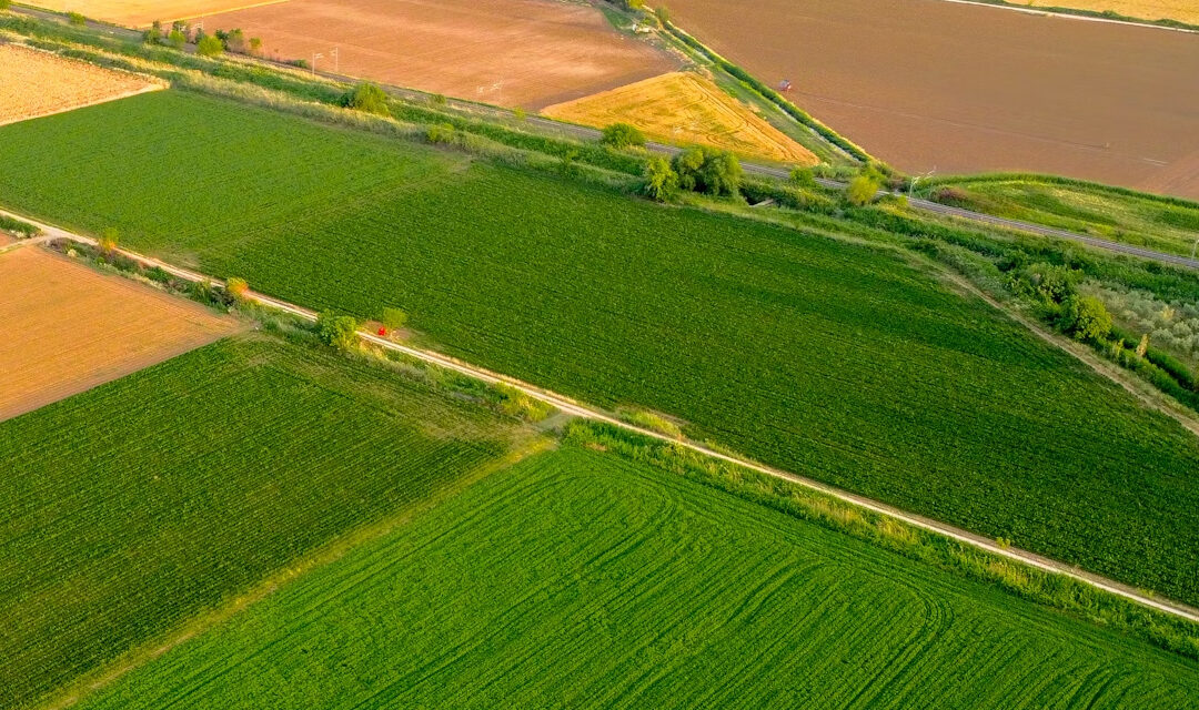MANAGEMENTUL VISURILOR ÎN FERMA AGRICOLĂ III