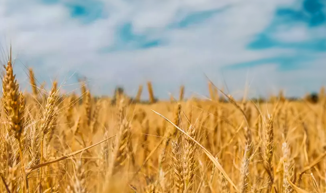 DESPRE ARENDA DE 7.008 KG GRÂU/HA